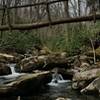 The trail comes to a skinny log bridge.