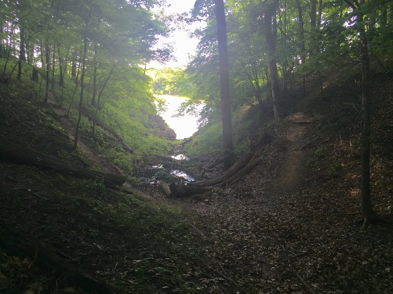 Gully on the Osprey Trail.