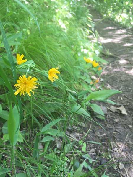 Yellow hawkweed, I believe, trailside.