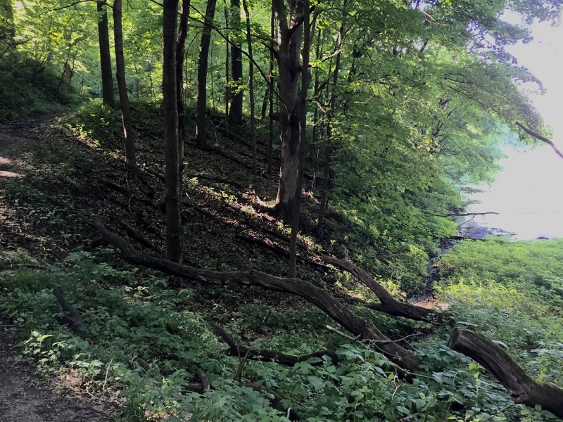 Field Campus Trail along a cove on Lake MacBride.