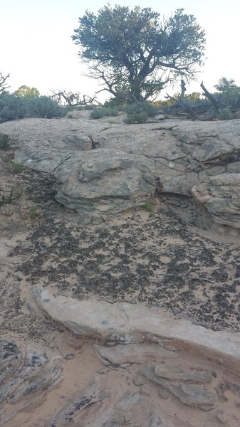 Stay on established trail to protect fragile biological soil crusts, pictured here.