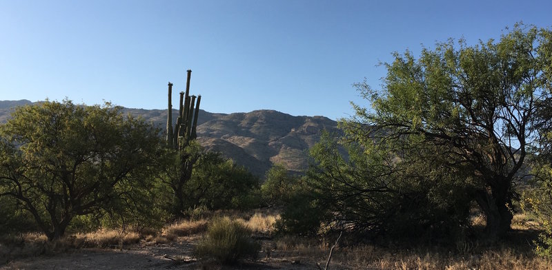 Giant Saguaro blooming near Loma Verde Trail with Rincon Mountains in the background.