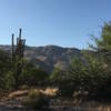 Giant Saguaro blooming near Loma Verde Trail with Rincon Mountains in the background.