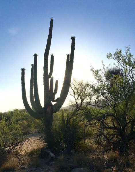 Blooming Saguaro along the Loma Verde Trail.