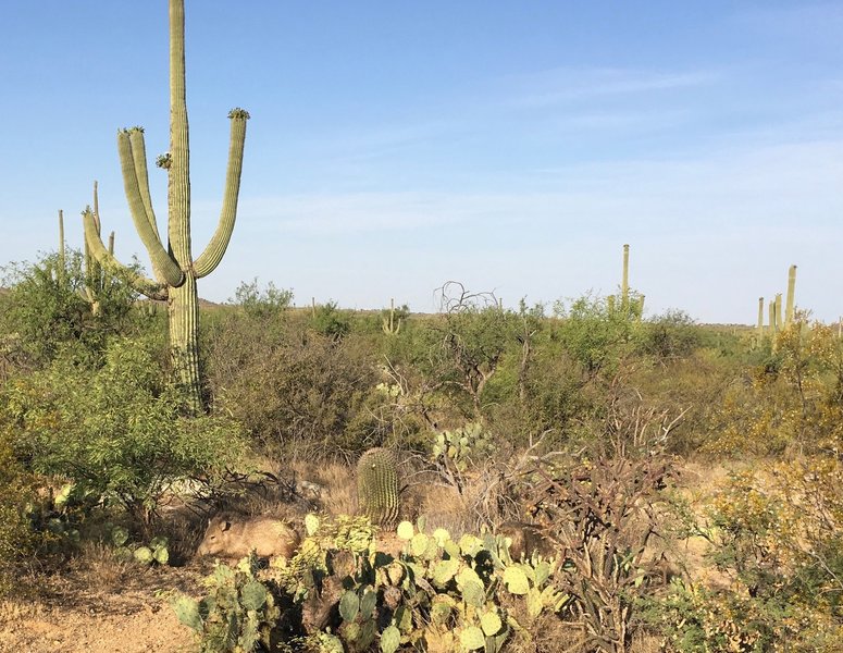 Javelinas foraging in the desert just off Squeeze Pen trail.