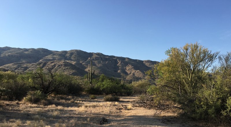 Saguaro cacti with Tanque Verde Ridge in the background.