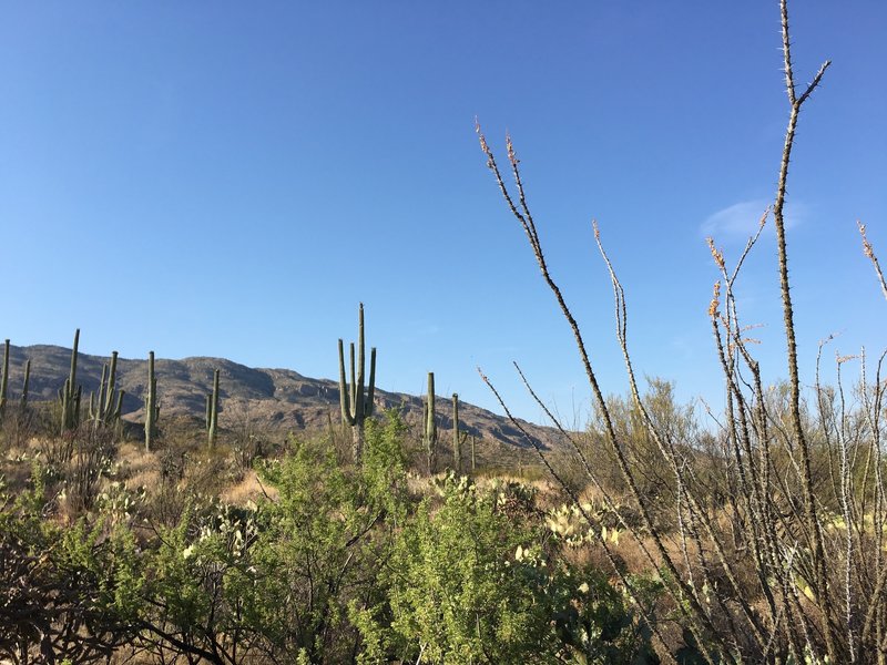 Ocotillo (right foreground) with saguaro cacti on a hillside and Tanque Verde Ridge in the background.