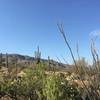 Ocotillo (right foreground) with saguaro cacti on a hillside and Tanque Verde Ridge in the background.