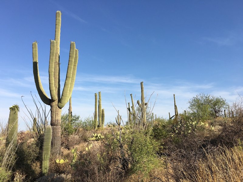 Saguaros and a variety of desert plants along Carrillo trail.