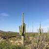 Flowering saguaro along Carrillo trail.