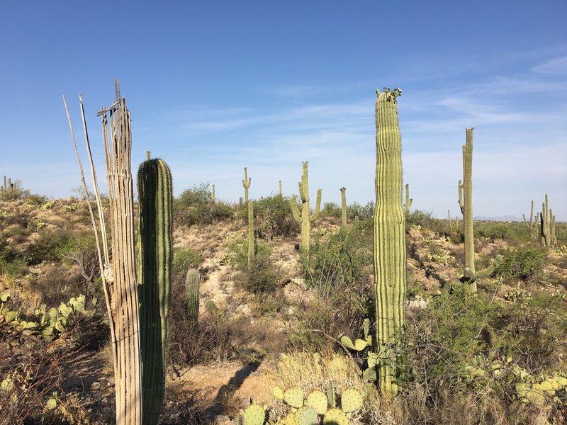 Old and new saguaros along the Deer Valley trail.