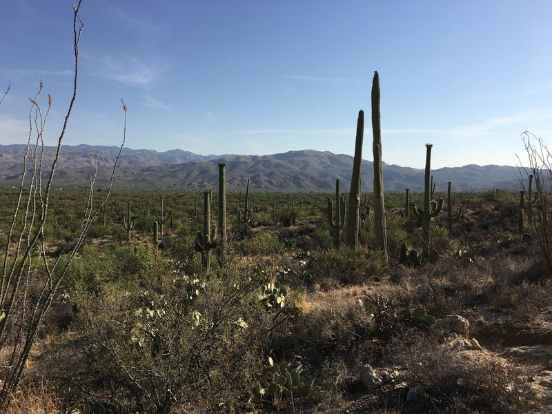 Ocotillos, prickly pear, and saguaros are some of the desert plant life to view off the Deer Valley trail.