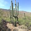 Flowering Saguaros along Carrillo trail.