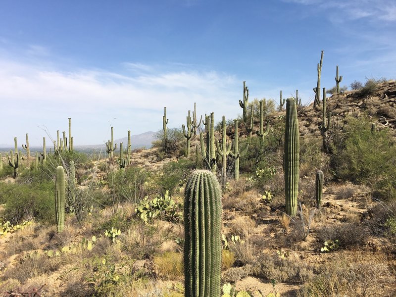 Saguaros on a rocky slope along the Carrillo trail. Pusch Ridge in the distance.