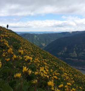 Springtime hikes on Dog Mountain are always a treat.
