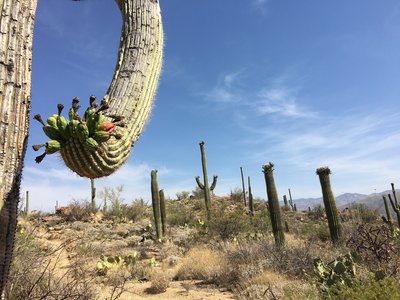 Hot in June, but Saguaros are flowering.
