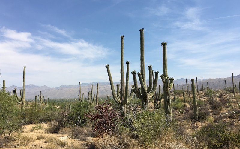 Flowering Saguaros along Carrillo trail. In the distance are the Santa Catalina Mountains.