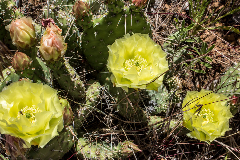 Cactus in bloom.