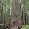Big Trees- incredible to see, not to be missed!