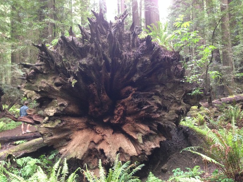 Old fallen redwood!