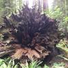 Old fallen redwood!