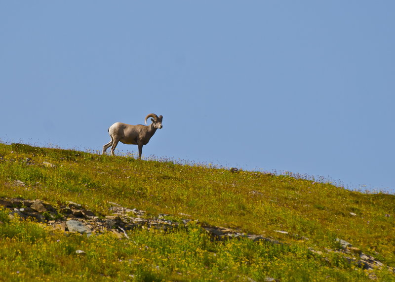 A bighorn sheep up there.