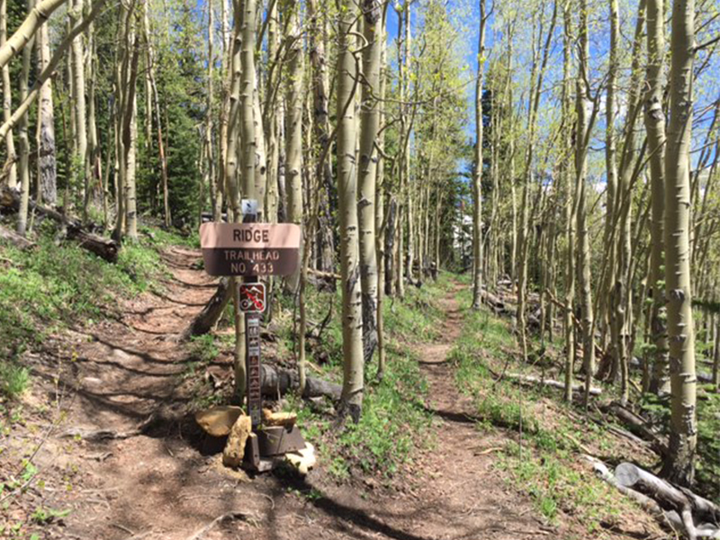 Entry into aspen forest, just beyond Allred's Restaurant and top of Gondola, go left here.
