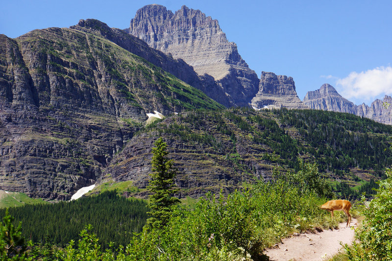 Iceberg Lake Trail, a deer is munching along the trail.