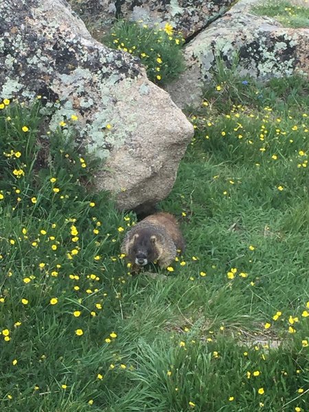 Love the marmots - really cool animals.