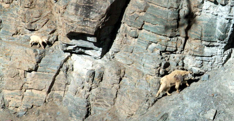 Mountain goat and kid at Goat Lick.