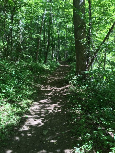 The first straightaway on the Graves Mill Trail.