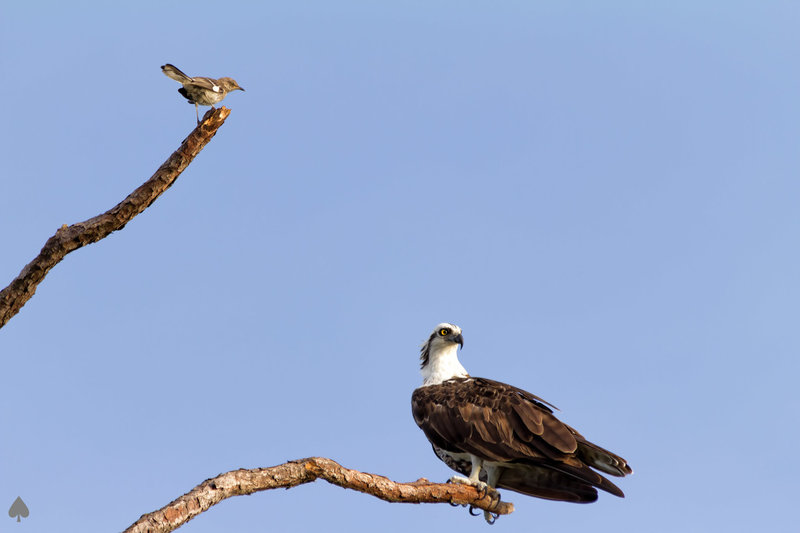 Mocking ignored by this Osprey.