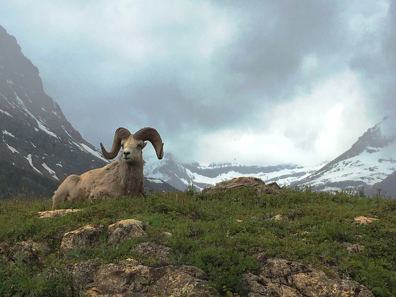 Bighorn Ram in front of the Many Glacier Hotel.