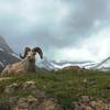 Bighorn Ram in front of the Many Glacier Hotel.