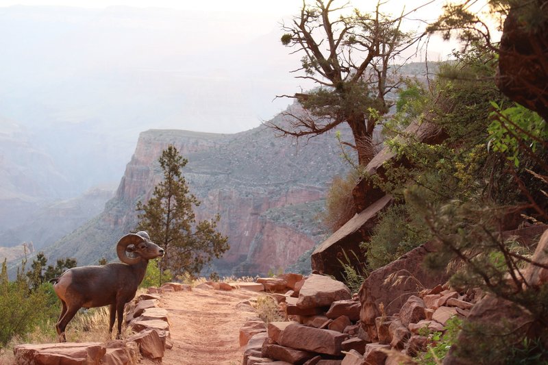 Bighorn Sheep crossing the Bright Angel Trail on our way to Plateau Point.