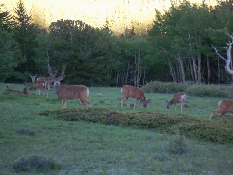 Keep an eye out for local wildlife, but don't get too close; that buck means business.