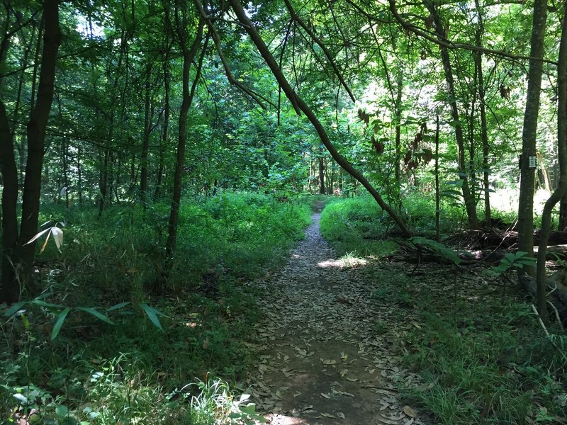 Trail leading out