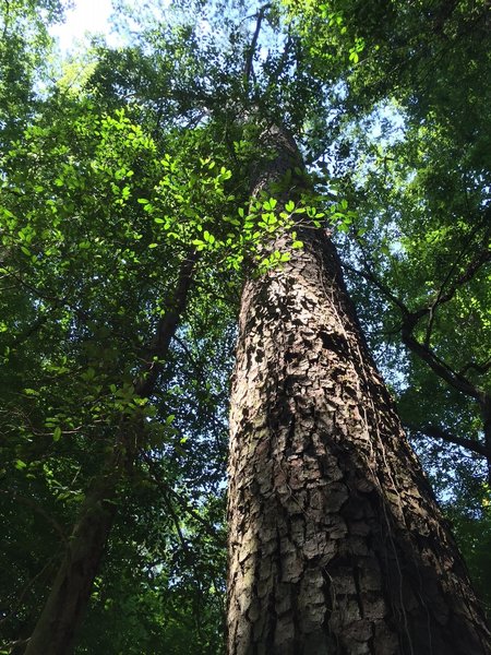 One of the two large loblolly pines.  Off the trail at Bridge D