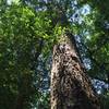 One of the two large loblolly pines.  Off the trail at Bridge D