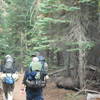 Dense forest at the beginning of the trail right past the meadow.