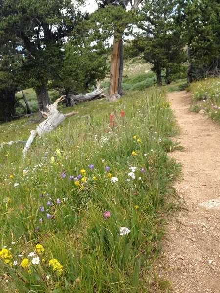 Wildflowers along the trail.