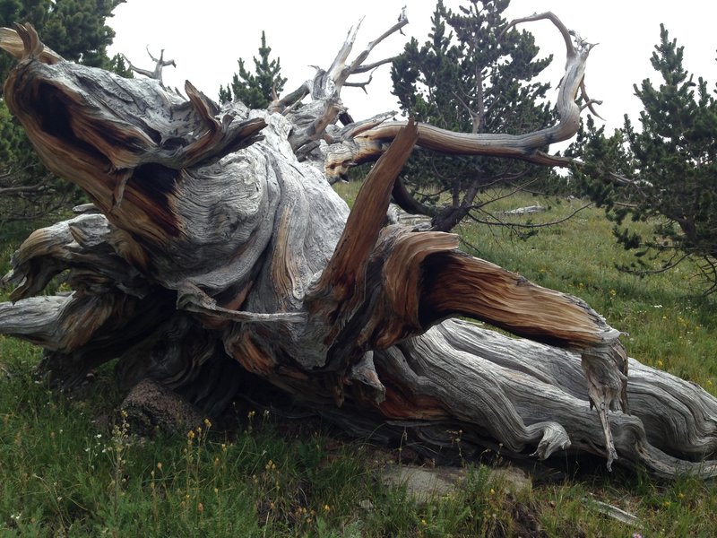 Interesting, gnarled stump beside the trail.