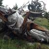 Interesting, gnarled stump beside the trail.