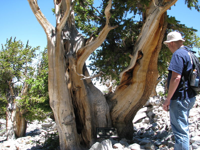 The Bristlecone Grove Interpretive Loop has some great educational plaques.