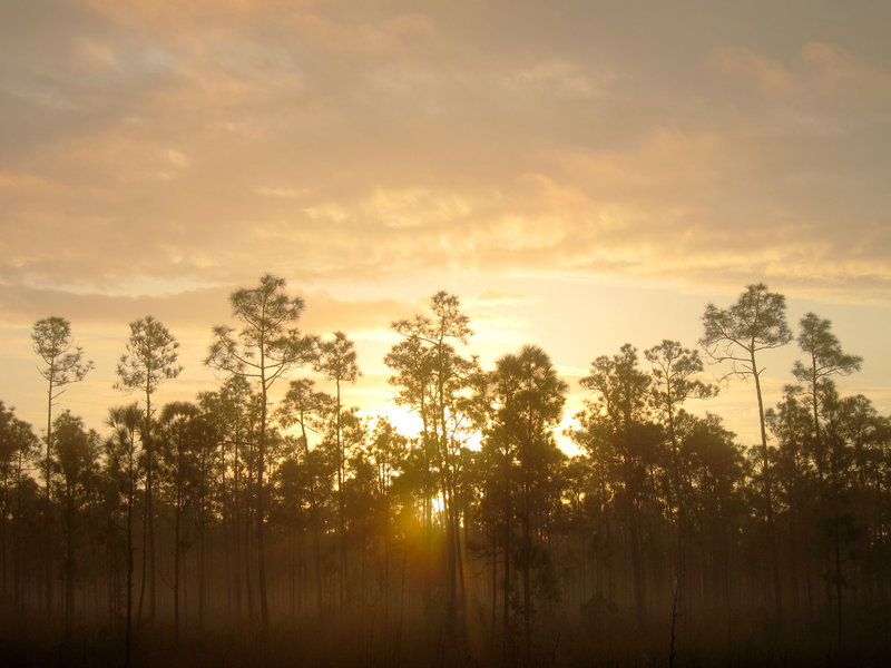 Long Pine Key Nature Trail, Everglades National Park.