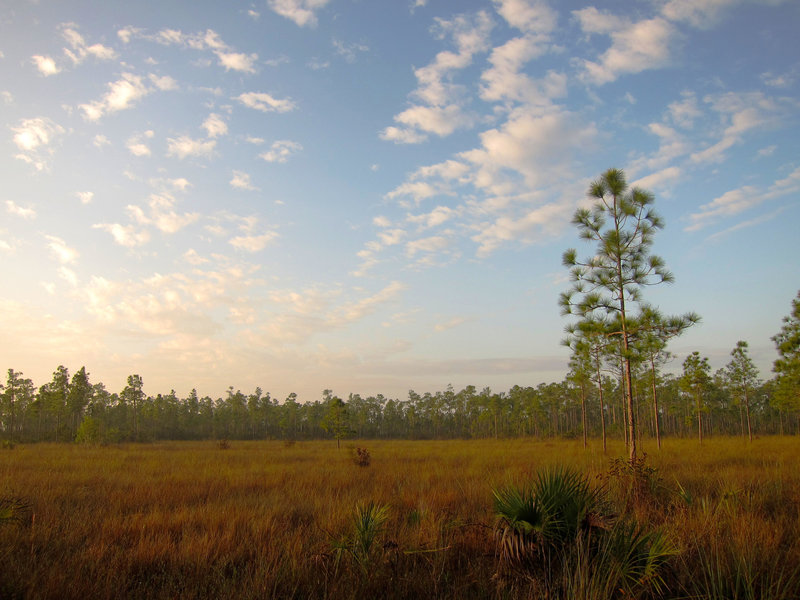 Long Pine Key Nature Trail, Everglades National Park.