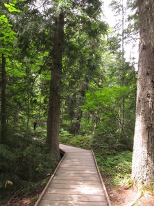 Lush, green forest along the Trail of the Cedars. with permission from David Cure-Hryciuk