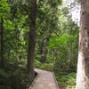 Lush, green forest along the Trail of the Cedars. with permission from David Cure-Hryciuk