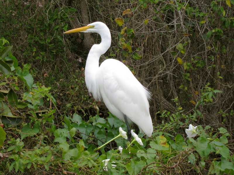 Great egret (Ardea alba) on Tram Trail.