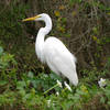 Great egret (Ardea alba) on Tram Trail.